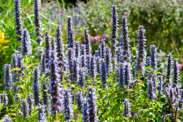 Duftnessel - Agastache 'Black Adder' - ↕10-25cm - Ø9cm - 12x