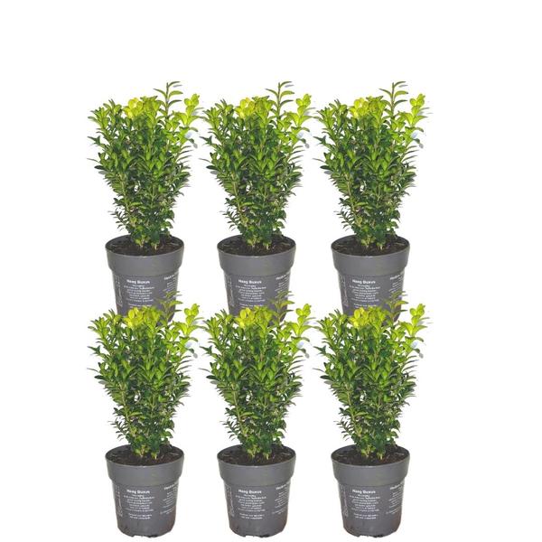 Buchsbaum - 1 Meter Buxus Sempervirens Hecke – Buxus Sempervirens – Set mit 6 winterharten Heckenpflanzen – Immergrüne Hecke