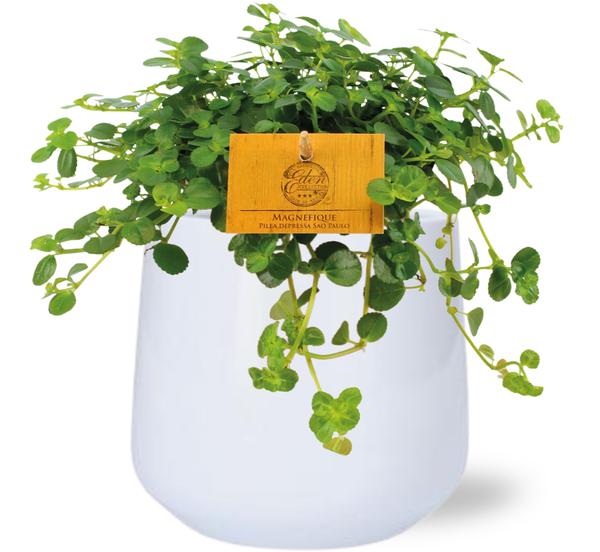 Kanonierblume - Pilea Depressa Sao Paulo - Ø12cm - ↕20cm + Puglia Pot D13/14,5x13,5cm Topf Weiß