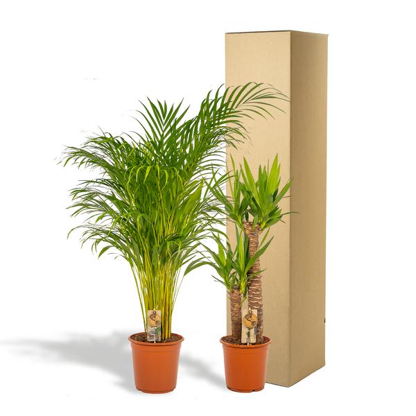 Pflanzen Mix - Areca - ↨130cm - Ø24cm + Yucca - ↨100cm - Ø21cm