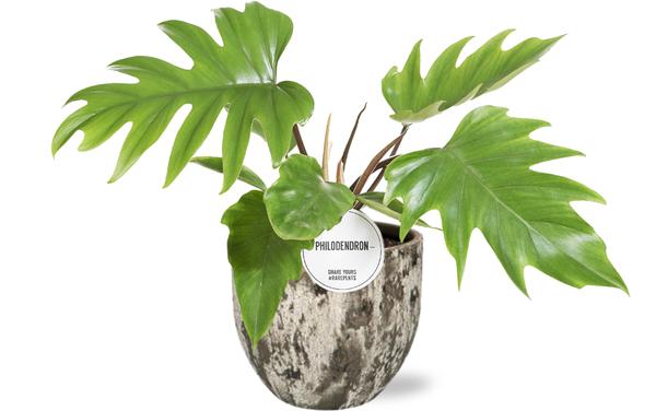 Baumfreund - Philodendron Mayoi - Ø15cm - ↕35cm + Sem Pot D16x14cm - Topf Braun