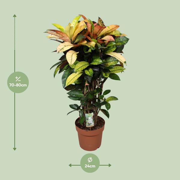 Wunderstrauch - Codiaeum Mrs Iceton - Ø24cm - ↕80cm