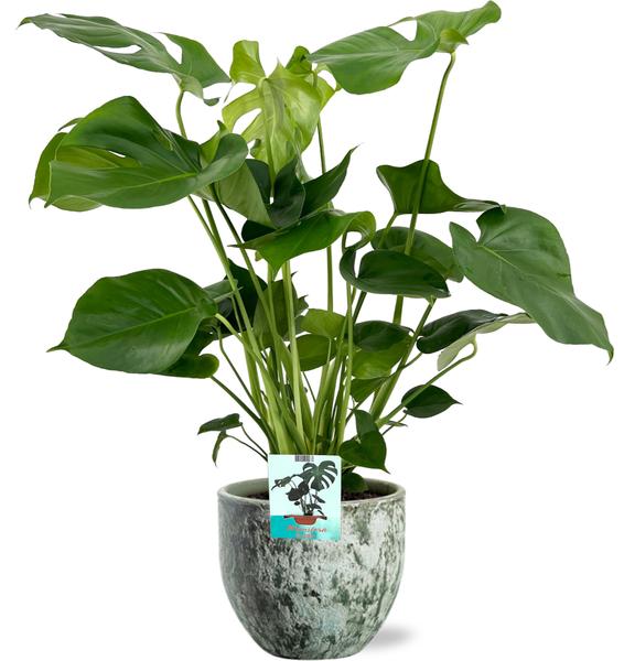 Schweizer Käsepflanze - Monstera Deliciosa - Ø19cm - ↕60cm + Sem Pot D20x18cm - Topf Grün