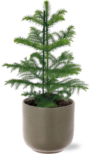 Norfolktanne - Araucaria Heterophylla - Ø14cm - ↕40cm + Aresso Pot D15,5x14,5cm - Topf Grau Grün