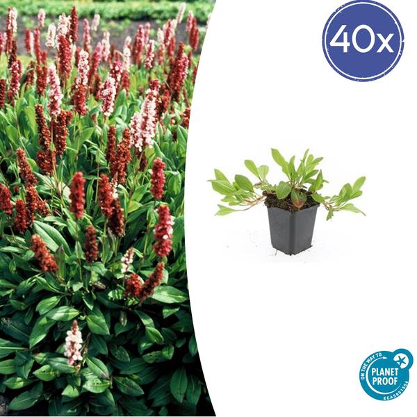 Schneckenknöterich - Persicaria aff. 'Darjeeling Red' - ↕10-25cm - Ø9cm - 40x