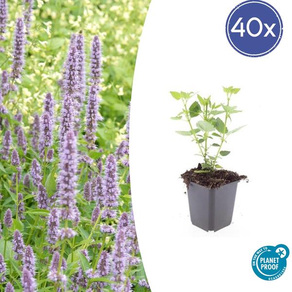 Blaunessel - Agastache 'Blue Fortune' - ↕10-25cm - Ø9cm - 40x