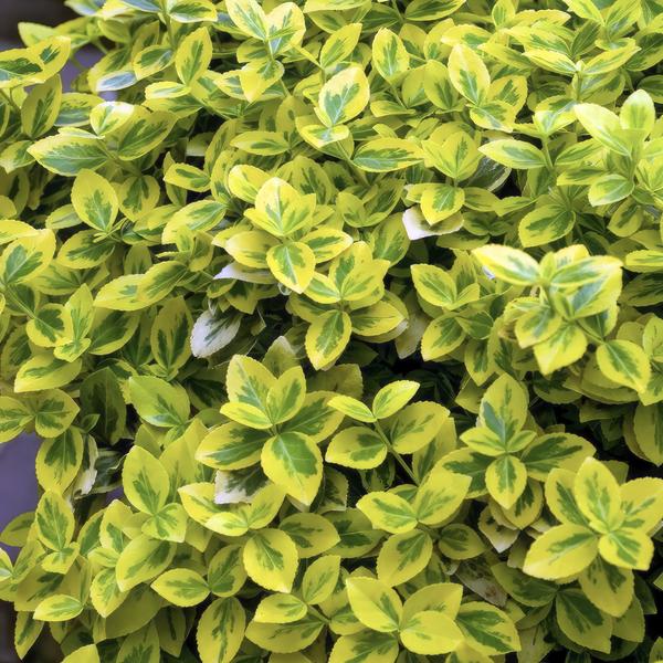 Goldbunte Kriechspindel - Euonymus fort. 'Emerald 'n Gold’ - ↕10-25cm - Ø9cm 12 Stück