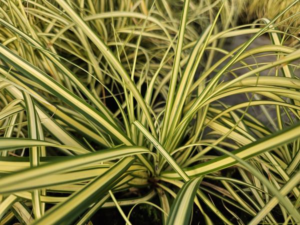 Japangoldsegge - Carex oshim. 'Evergold'  - ↕10-25cm - Ø9cm - 6x