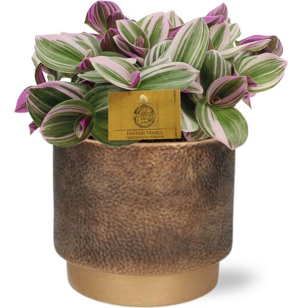 Dreimasterblume - Tradescantia Nanouk - Ø15cm - ↕25cm + Merel Pot D16x14cm - Topf Gold