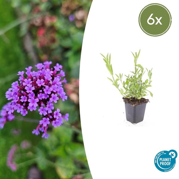 Patagonisches Eisenkraut - Verbena bonariensis - ↕10-25cm - Ø9cm 6 Stück