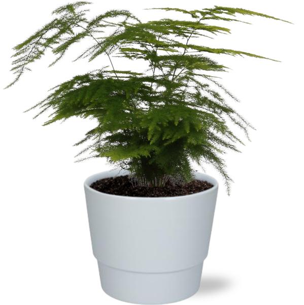 Spargelfarn - Asparagus Setaceus - Ø12cm - ↕28cm + Pot Basic D14,5x12cm - Topf Weiß