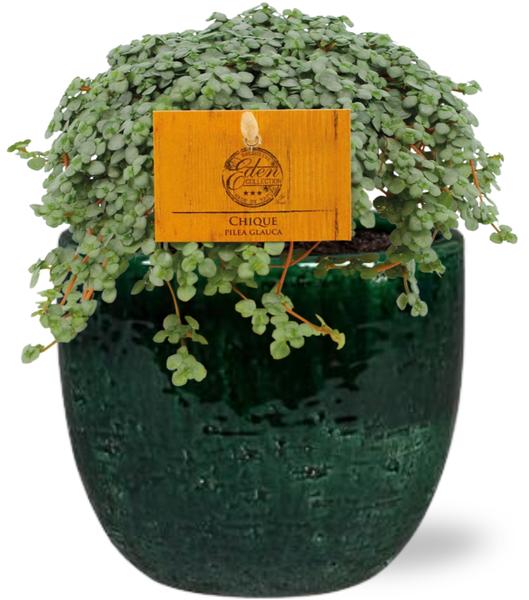 Graue Kanonierblume - Pilea Glauca - Ø11cm - ↕15cm + Jolin Pot D11x12cm - Topf Grün