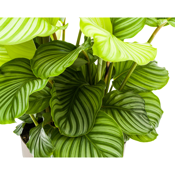 Gebetspflanze - Calathea Orbifolia Ø27cm - ↕80cm