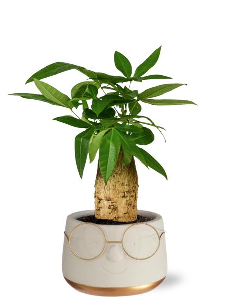 Glückskastanie - Pachira Aquatica 12 cm Trunk in Pot Bril D13,5x9,5cm - Topf Goud