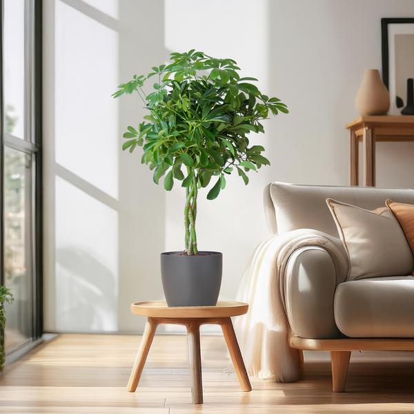 Strahlenaralie - Schefflera Arab Nora mit Topf Viber grau – 70 cm – Ø21