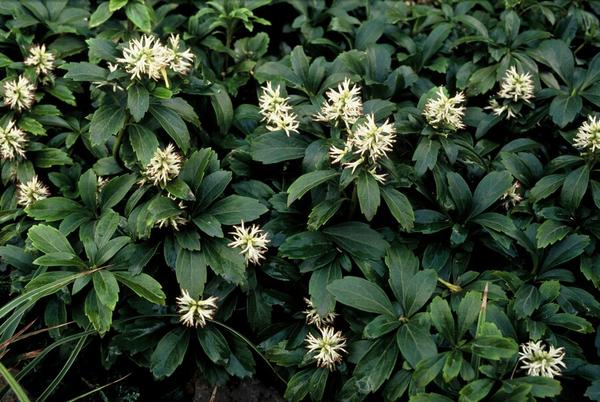 Dickmännchen - Pachysandra term. 'Green Sheen' - ↕10-25cm - Ø9cm - 12x