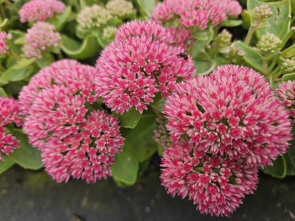 Fetthenne - Sedum 'Herbstfreude' - ↕10-25cm - Ø9cm - 12x