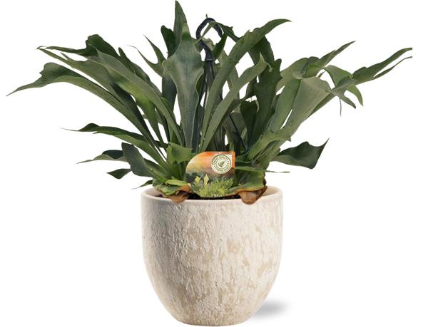 Geweihfarn - Platycerium Bifurcatum - Ø21cm - ↕50cm + Sem Pot D24x22cm - Topf Beige