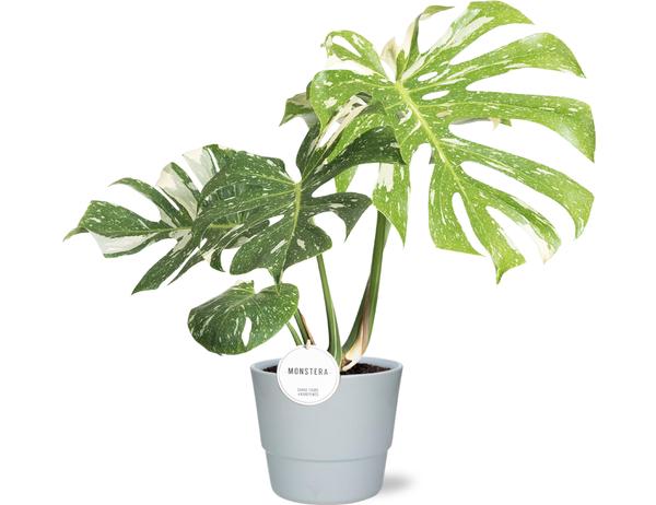 Schweizer Käsepflanze - Monstera Thai Constellation - Ø15cm - ↕40-50cm + Pot Basic D16x13,5cm - Topf  Weiß