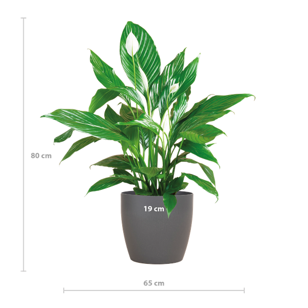 Friedenslilie - Spathiphyllum mit Topf Viber grau – 80 cm – Ø21