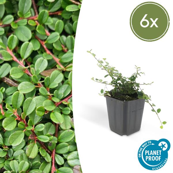 Zwergmispel - Cotoneaster pr. 'Streib's Findling' - ↕10-25cm - Ø9cm 6 Stück