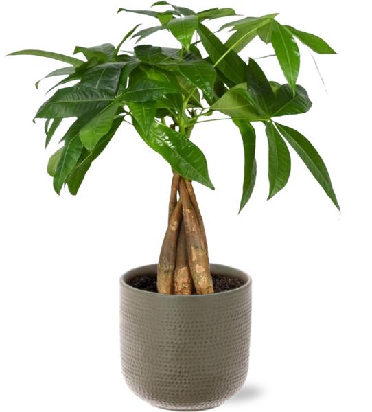 Glückskastanie - Pachira Aquatica - Ø12cm - ↕35cm + Aresso Pot D13x12,5cm - Topf Grau Grün