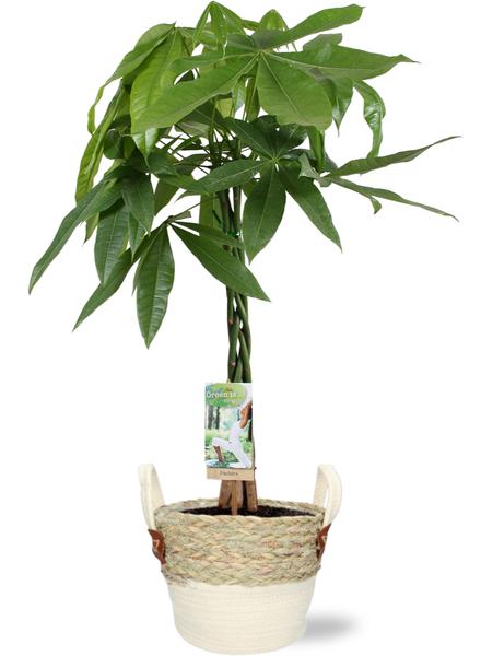 Glückskastanie - Pachira Aquatica - Ø21cm - ↕90cm + Lily Pot D23x20cm - Topf Weiß