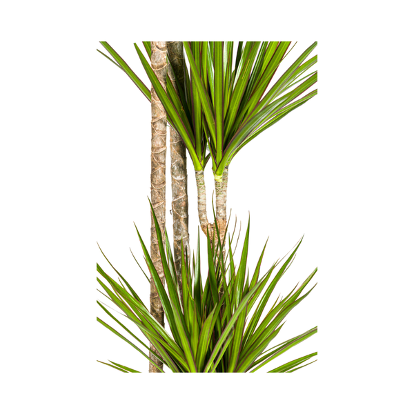 Drachenbaum - Dracaena Marginata Green Ø27cm - ↕180cm