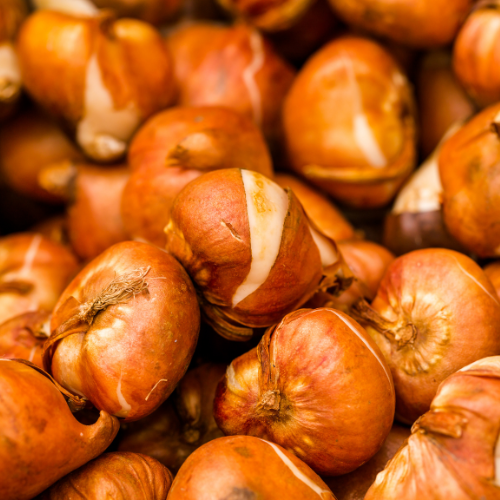 Tulpen Mix - Tulpenzwiebekn gemischte Bündel - 15 Beutel