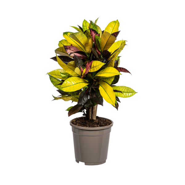 Wunderstrauch Iceton - Codiaeum 'Croton' Iceton Ø17cm - ↕50cm