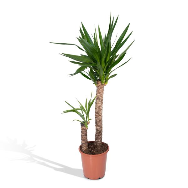 Yucca Elephantipes - Ø21cm - ↕100cm