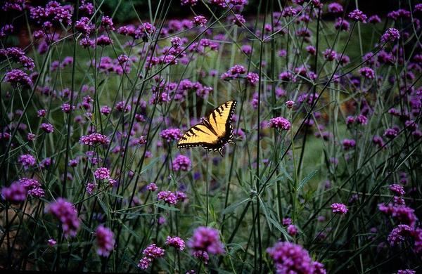 Patagonisches Eisenkraut - Verbena bonariensis - ↕10-25cm - Ø9cm - 6x