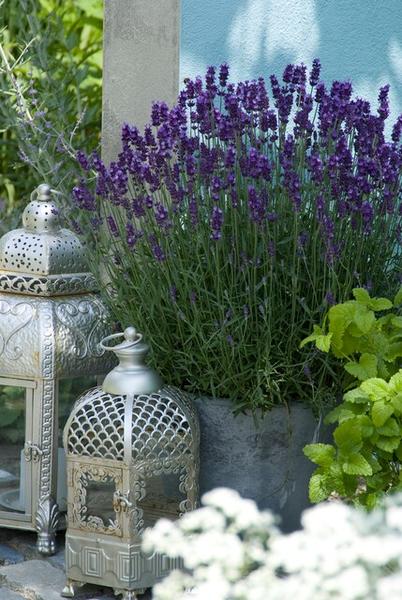 Lavendel - Lavandula 'Hidcote' - ↕10-25cm - Ø9cm 12 Stück