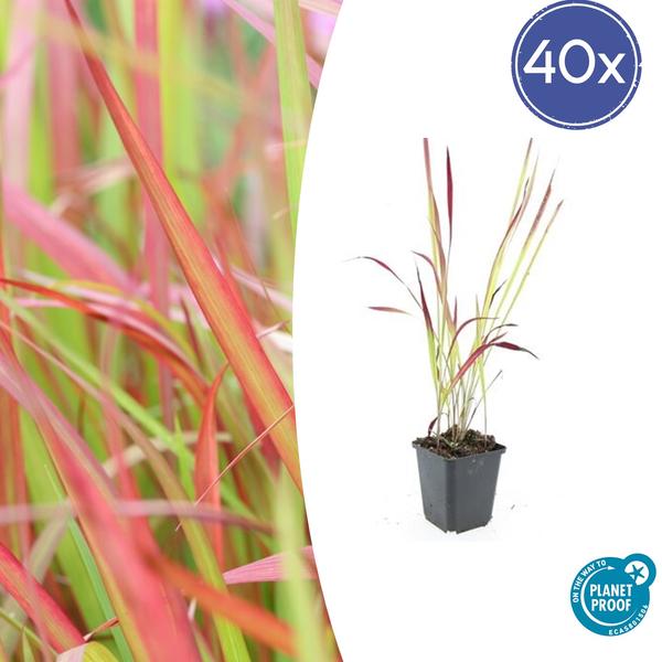 Japanisches Blutgras - Imperata cylindrica 'Red Baron' - ↕10-25cm - Ø9cm - 40x