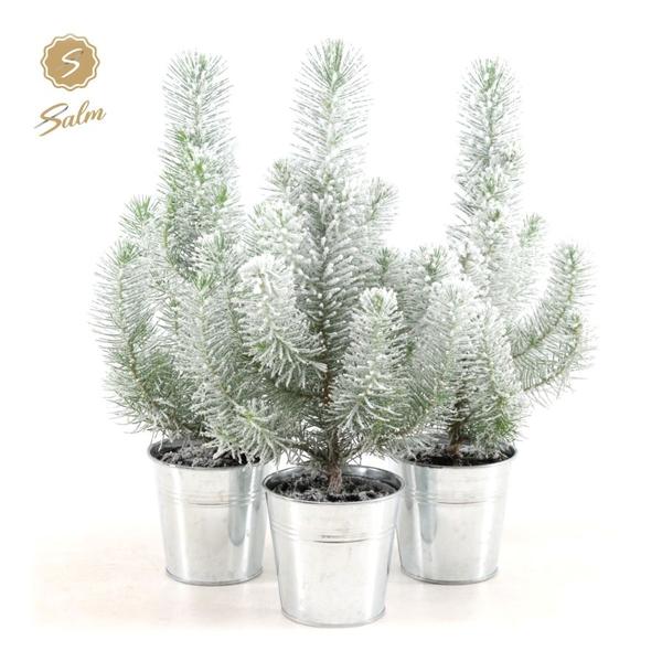 Pinie - Pinus Pinea Silver Crest + Pot Zinc + Snow - 3 Stück - Ø12cm - ↕35cm im Zinktopf  3 Stück mit Schnee