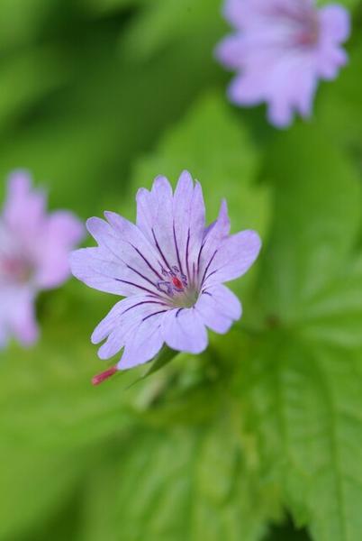 Bergwald Storchschnabel - Geranium nodosum - ↕10-25cm - Ø9cm - 12x