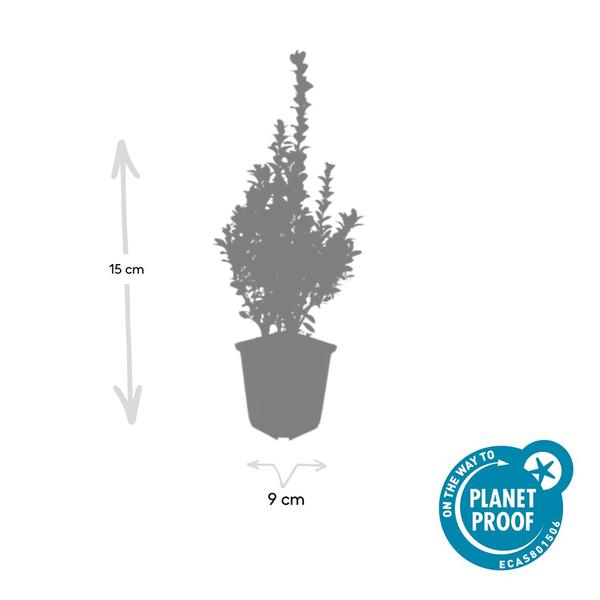 Buchsbaum - Buxus Sempervirens - ↕10-25cm - Ø9cm - 6x