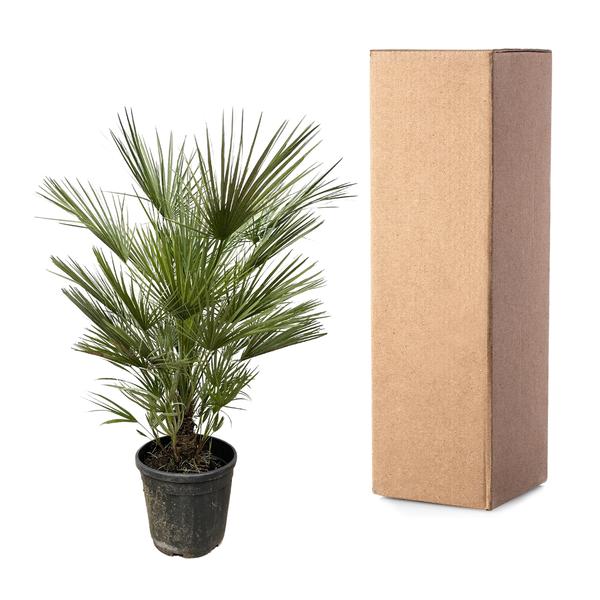 Zwergpalme auch Europäische Zwergpalme - Chamaerops Humilis Strauch - 150cm- ø30