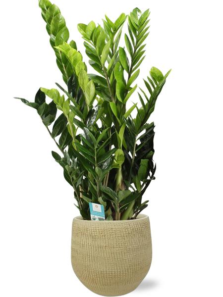 Smaragdpalme - Zamioculcas Zamiifolia - Ø21cm - ↕95cm + Ryan Pot D22x20cm - Topf Gold