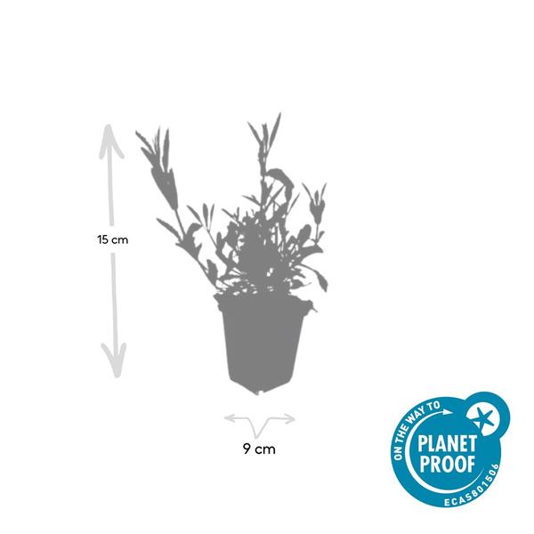 Patagonisches Eisenkraut - Verbena bonariensis - ↕10-25cm - Ø9cm 60 Stück