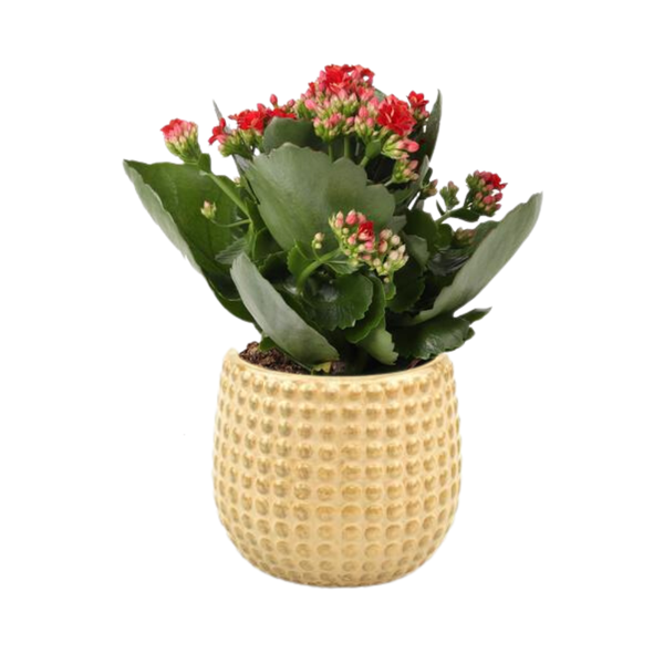 Flammendes Käthchen - Kalanchoe Rosalina Don Justino Rood - Ø12cm - ↕27cm + Bubble Pot D12,5x11,5cm - Topf gold