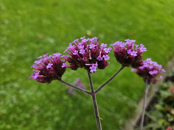 Patagonisches Eisenkraut - Verbena bon. 'Lollipop' - ↕10-25cm - Ø9cm - 40x