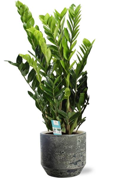 Smaragdpalme - Zamioculcas Zamiifolia - Ø21cm - ↕95cm + Lars Pot D24x22cm - Topf Grau