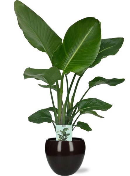 Strelitzia Nicolai - Ø19cm - ↕90cm + Bowl Pot D19/21x18,5cm - Topf Schwarz