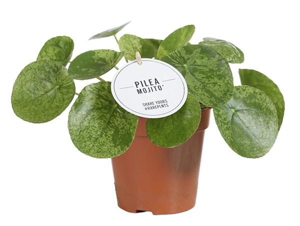 Chinesischer Geldbaum -  Pilea Mojito - Ø13cm - ↕20cm