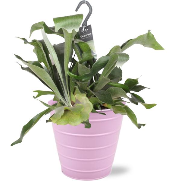 Geweihfarn - Platycerium Bifurcatum - Ø17cm - ↕30cm + Bodhi Pot D18x17cm - Topf Rosa