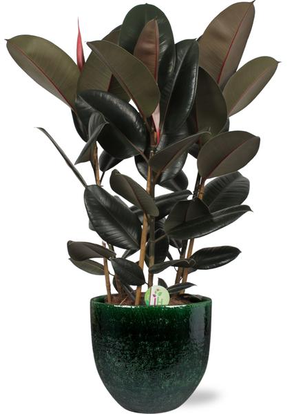 Gummibaum - Ficus Abidjan - Ø27cm - ↕90cm + Jolin Pot D29x27cm - Topf Grün