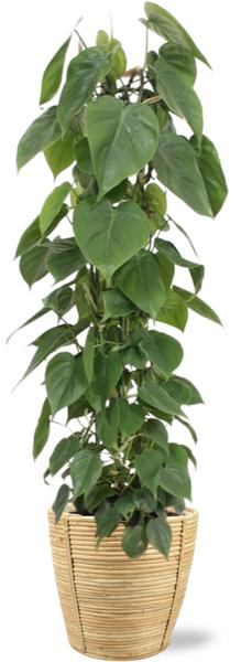 Herzblattphilodendron - Philodendron Scandens - Ø24cm - ↕120cm + Bibek Pot D26x26cm - Topf beige Natur