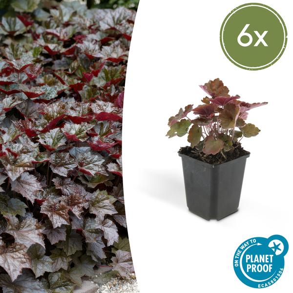 Purpurglöckchen - Heuchera mic. 'Palace Purple' - ↕10-25cm - Ø9cm 6 Stück