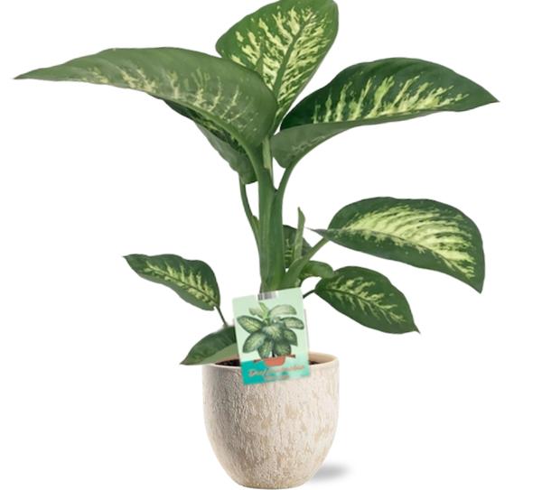 Dieffenbachia Seguine Tropic Snow - Ø19cm - ↕70cm + Sem Pot D20x18cm - Topf Beige